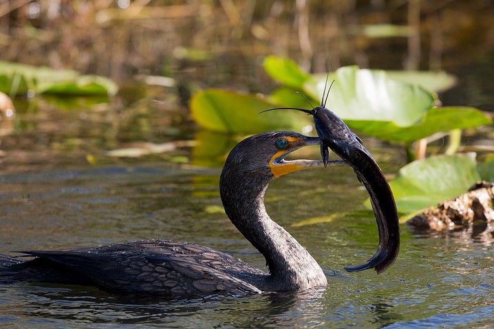 Ohrenscharbe Phalacrocorax auritus Double-Crested Cormorant